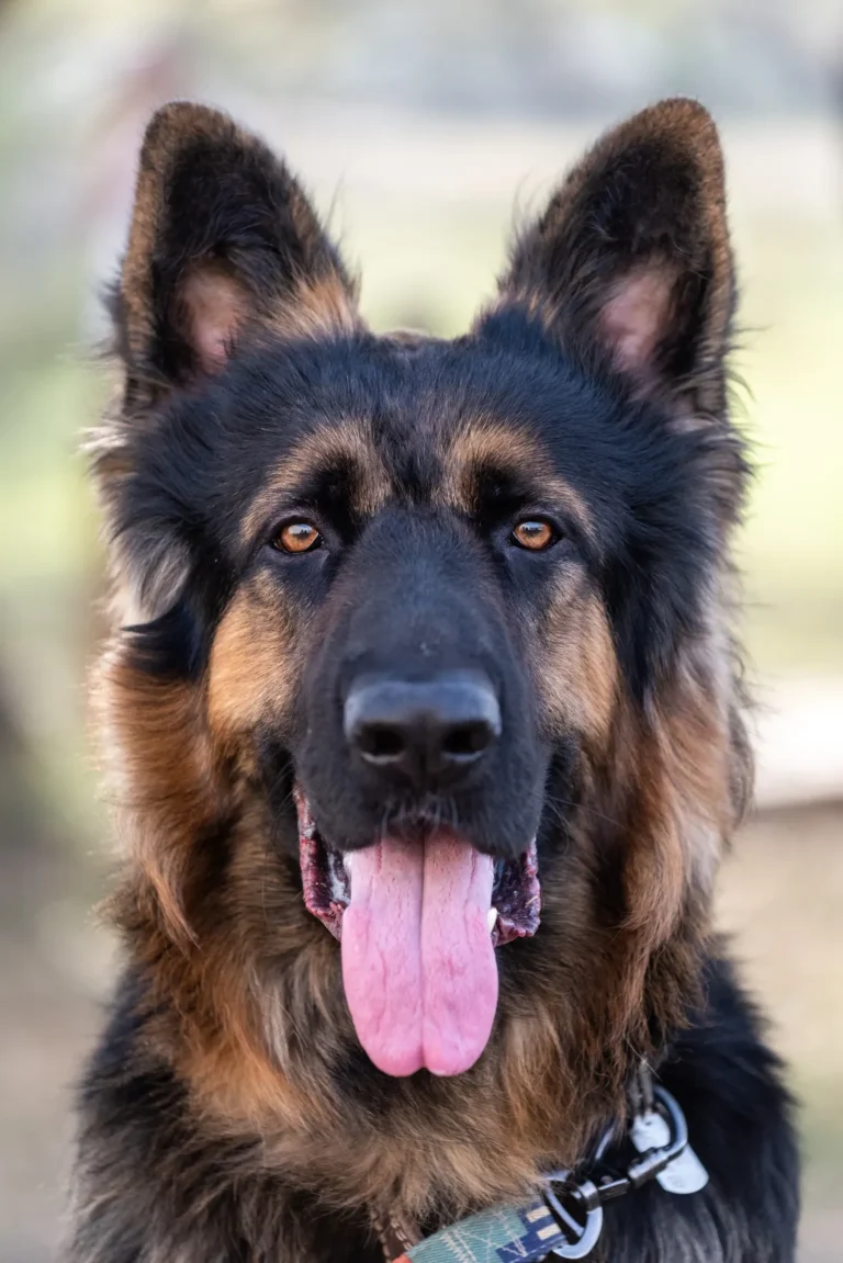 German Shepherd — a breed prone to hereditary hip dysplasia
