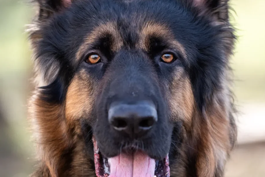 German Shepherd — a breed prone to hereditary hip dysplasia
