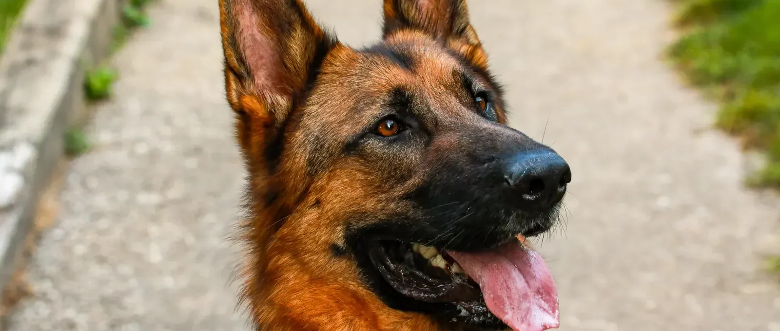 German Shepherd standing alert — 20 amazing facts about German Shepherds