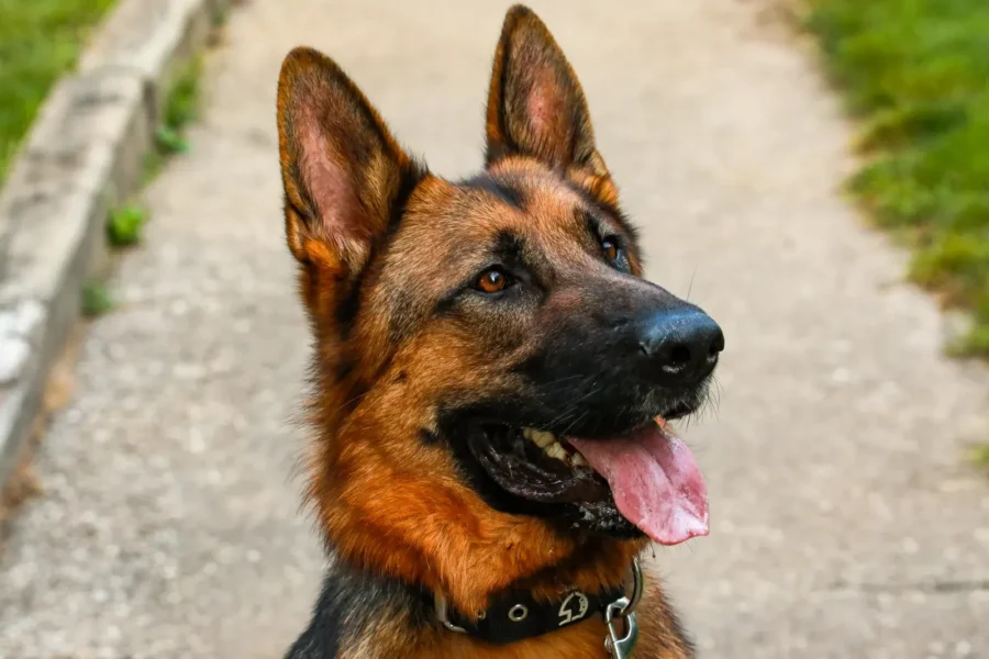 20 Amazing Facts About German Shepherds That Will Make You Love Them Even More 20 German Shepherd standing alert — 20 amazing facts about German Shepherds