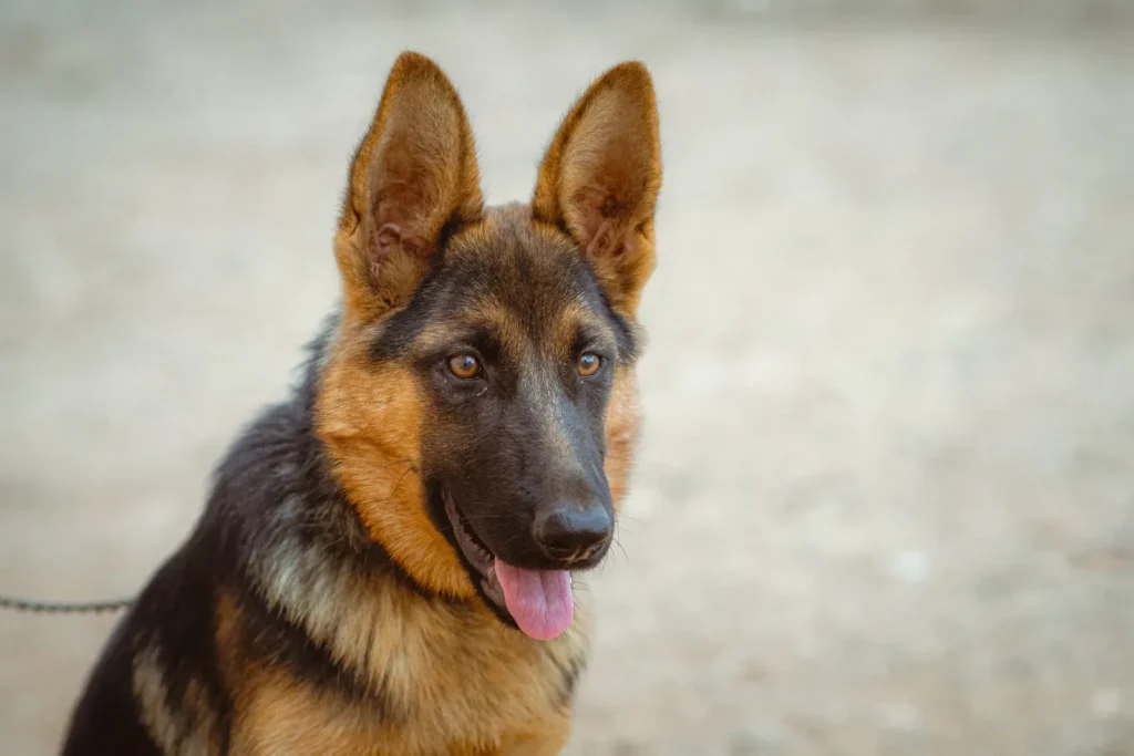 Best Dog Breeds for Single Women in 2026: Top Picks for Safety, Companionship & Every Lifestyle 12 German Shepherd — a protective breed for women living alone