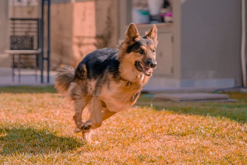 German Shepherd running — a high-energy working breed