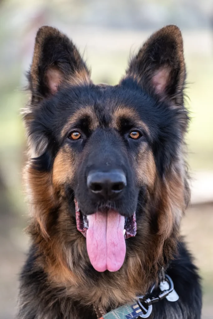 German Shepherd in service work — police and military K9