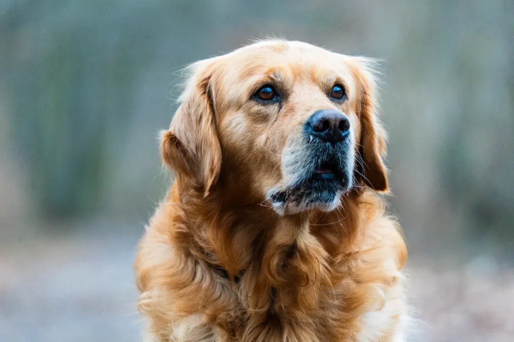 Golden Retriever — a gentle classic for active seniors