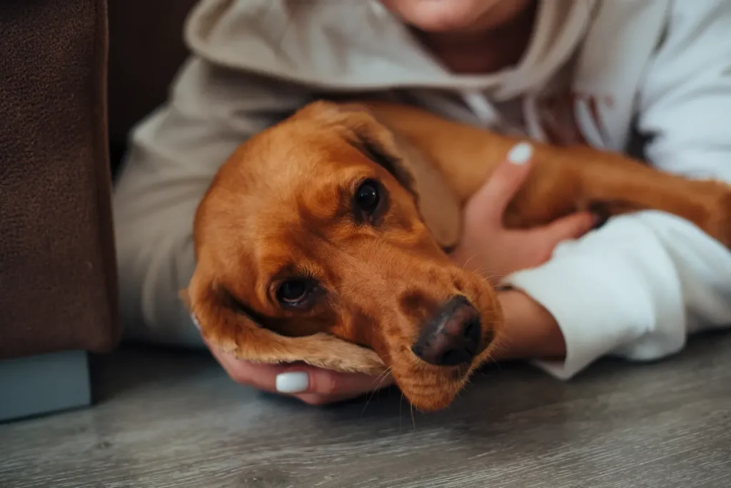 Grieving dog owner — the stages of pet loss grief