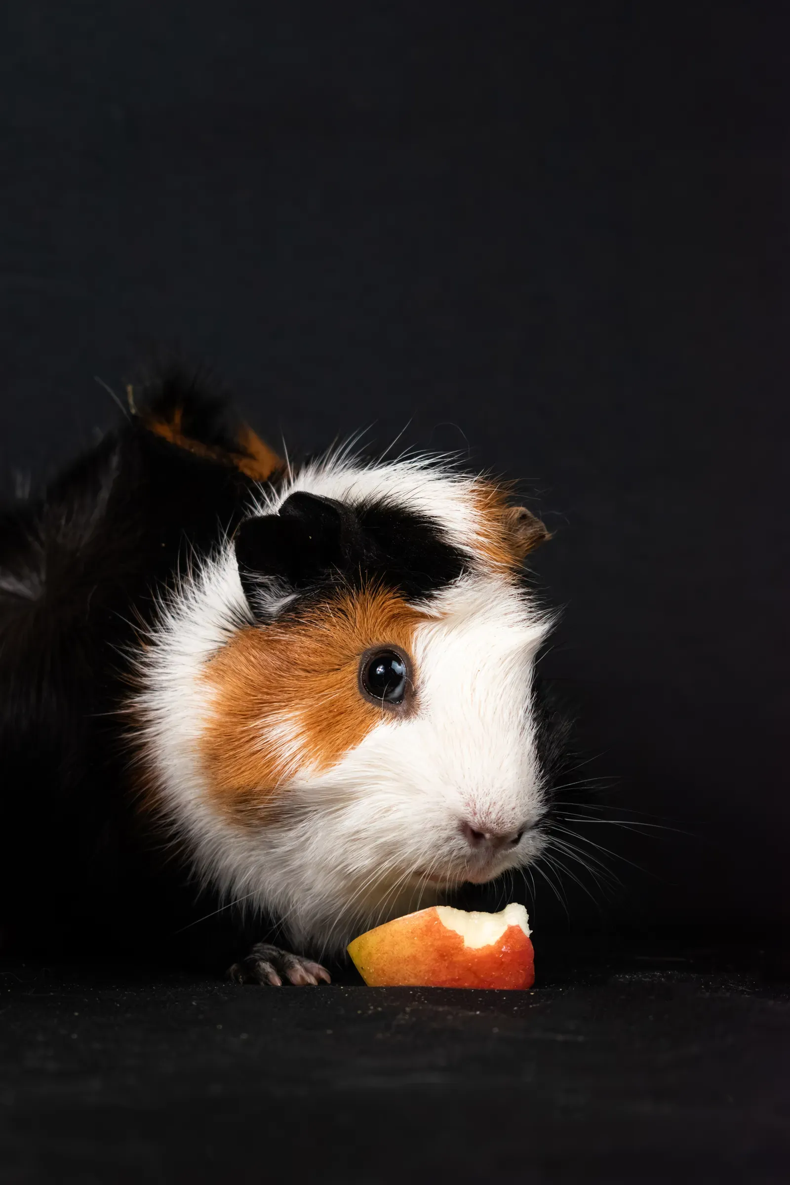 Guinea pig nibbling a slice of apple — fruit is only an occasional treat