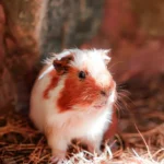 Guinea pig in a spacious cage — how big should a guinea pig cage be
