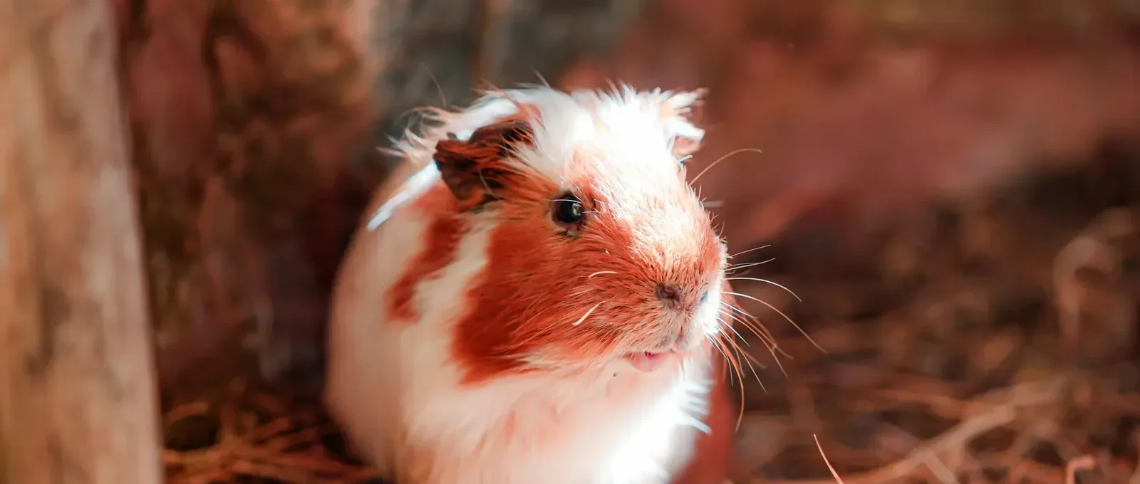 Guinea pig in a spacious cage — how big should a guinea pig cage be