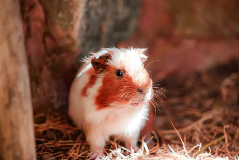 Guinea pig in a spacious cage — how big should a guinea pig cage be