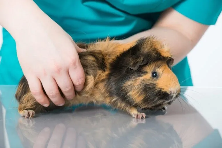 Why Is My Guinea Pig Losing Weight? 5 Causes (And the Weekly Weigh-In That Catches It Early) 14 Vet examining a guinea pig's teeth — dental disease is the number one cause of weight loss.