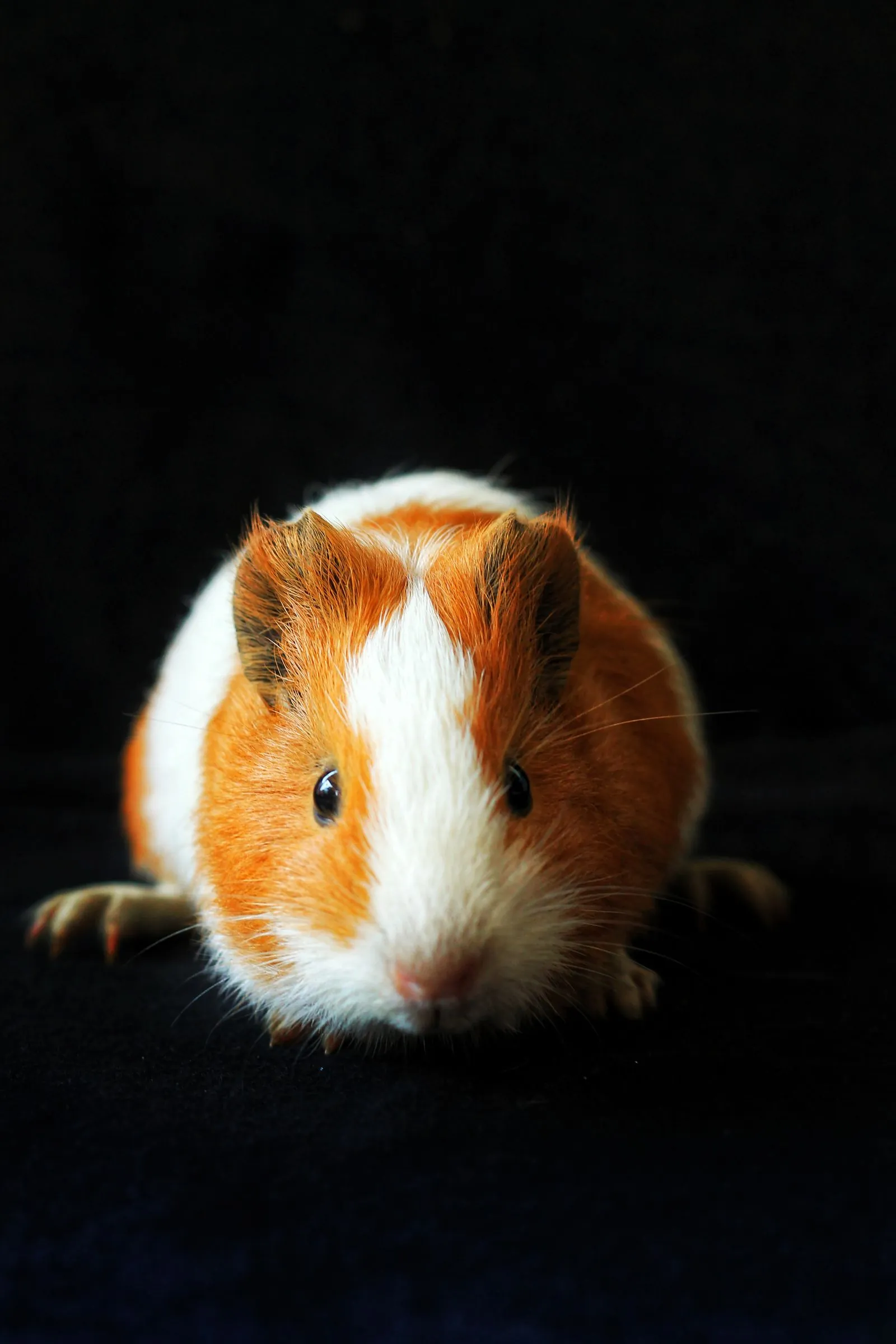 Guinea pig dental problems