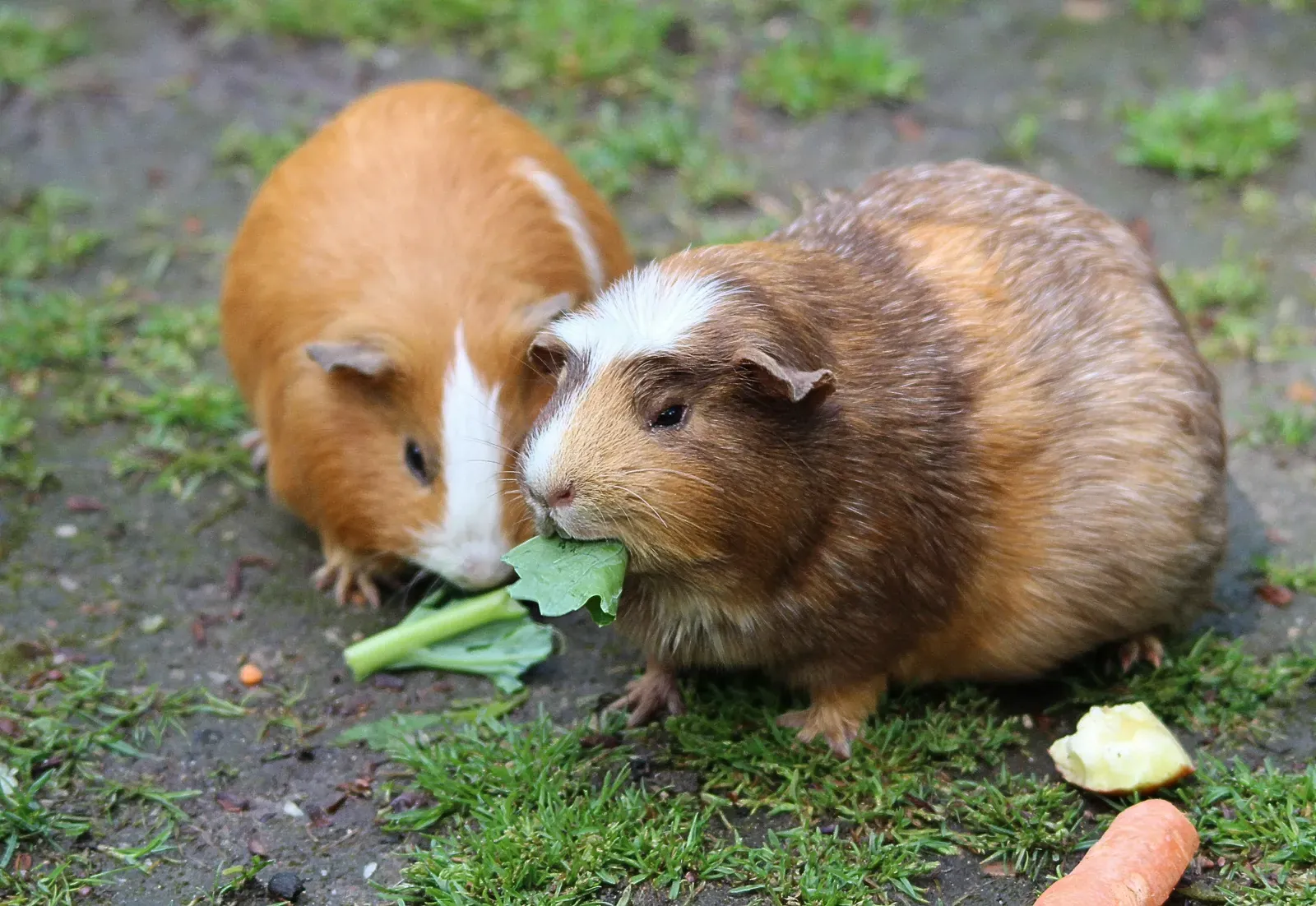 Fresh vegetables and vitamin C are longevity essentials