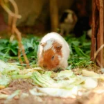 Guinea pig eating leafy greens — what vegetables can guinea pigs eat