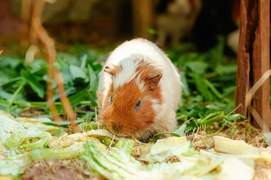 Guinea pig eating leafy greens — what vegetables can guinea pigs eat