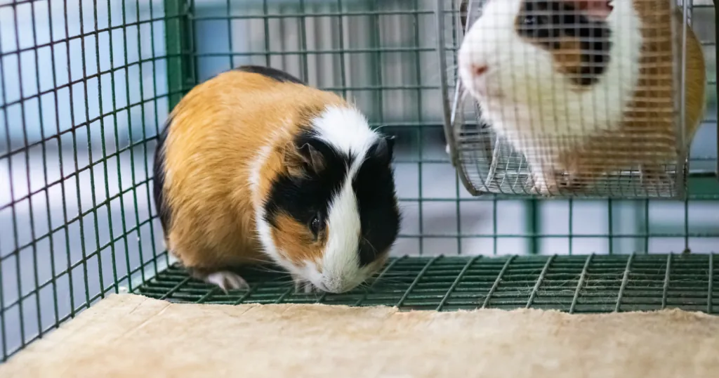 Guinea pig on clean fleece bedding — low-dust bedding prevents respiratory irritation