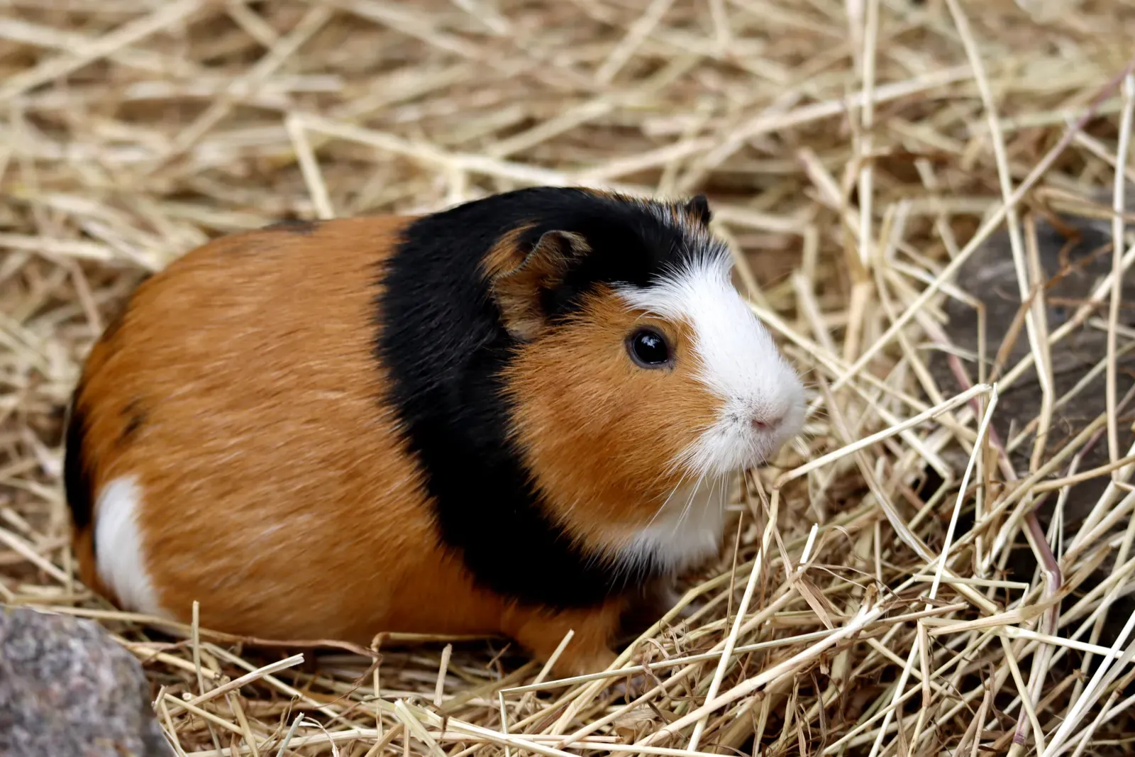 Guinea pig eating hay in its cage