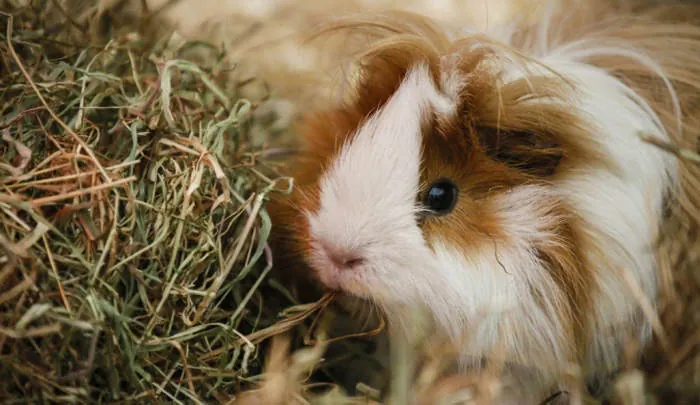 Guinea pig eating hay instead of the foods guinea pigs can't eat