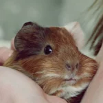 Guinea pig being weighed on a digital kitchen scale — weekly weigh-ins catch weight loss early