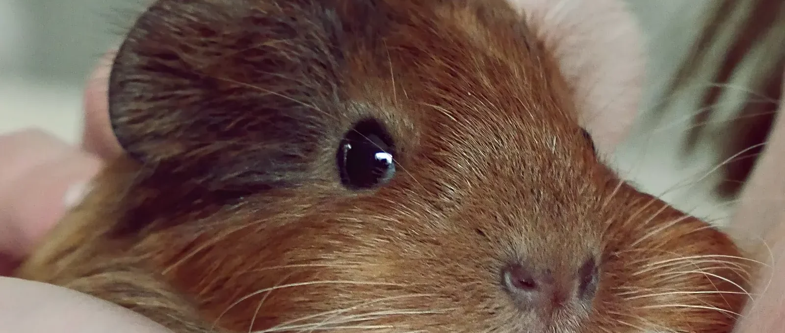 Guinea pig being weighed on a digital kitchen scale — weekly weigh-ins catch weight loss early