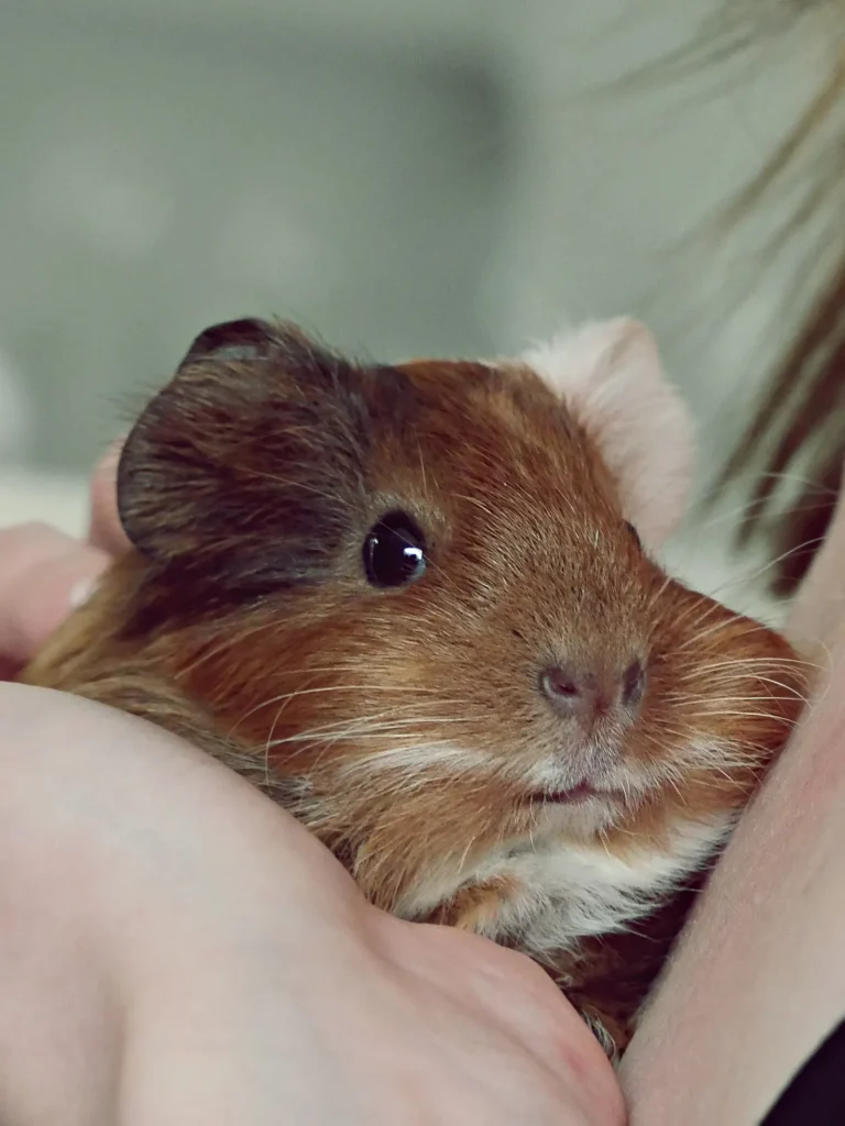 Guinea pig being weighed on a digital kitchen scale — weekly weigh-ins catch weight loss early