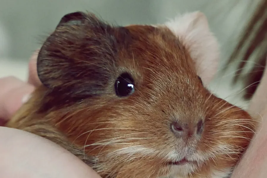 Guinea pig being weighed on a digital kitchen scale — weekly weigh-ins catch weight loss early