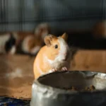 guinea pig not eating featured