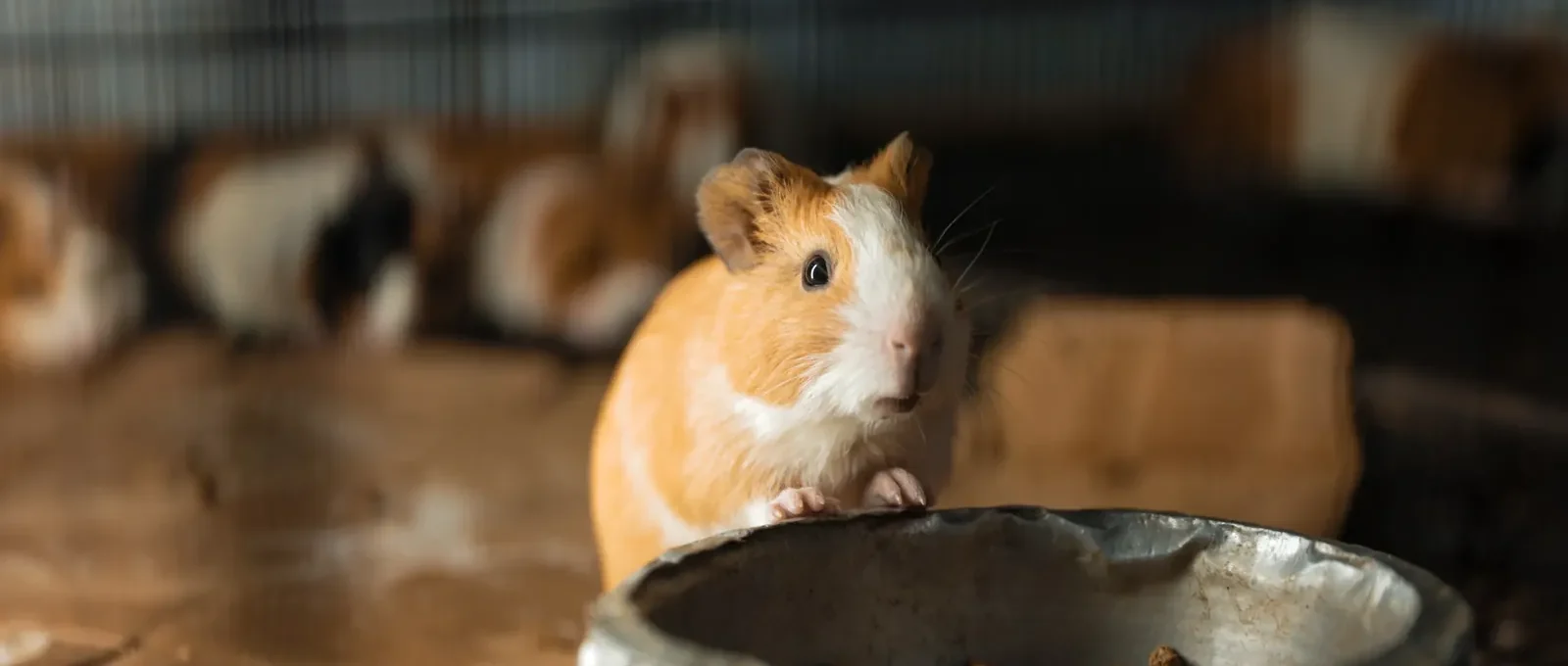 guinea pig not eating featured