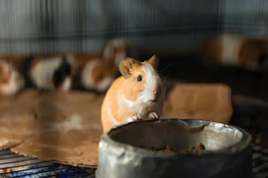 Why Is My Guinea Pig Not Eating? 7 Causes (And When It's an Emergency) 19 guinea pig not eating featured