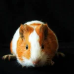 Guinea pigs are social herd animals that need companionship