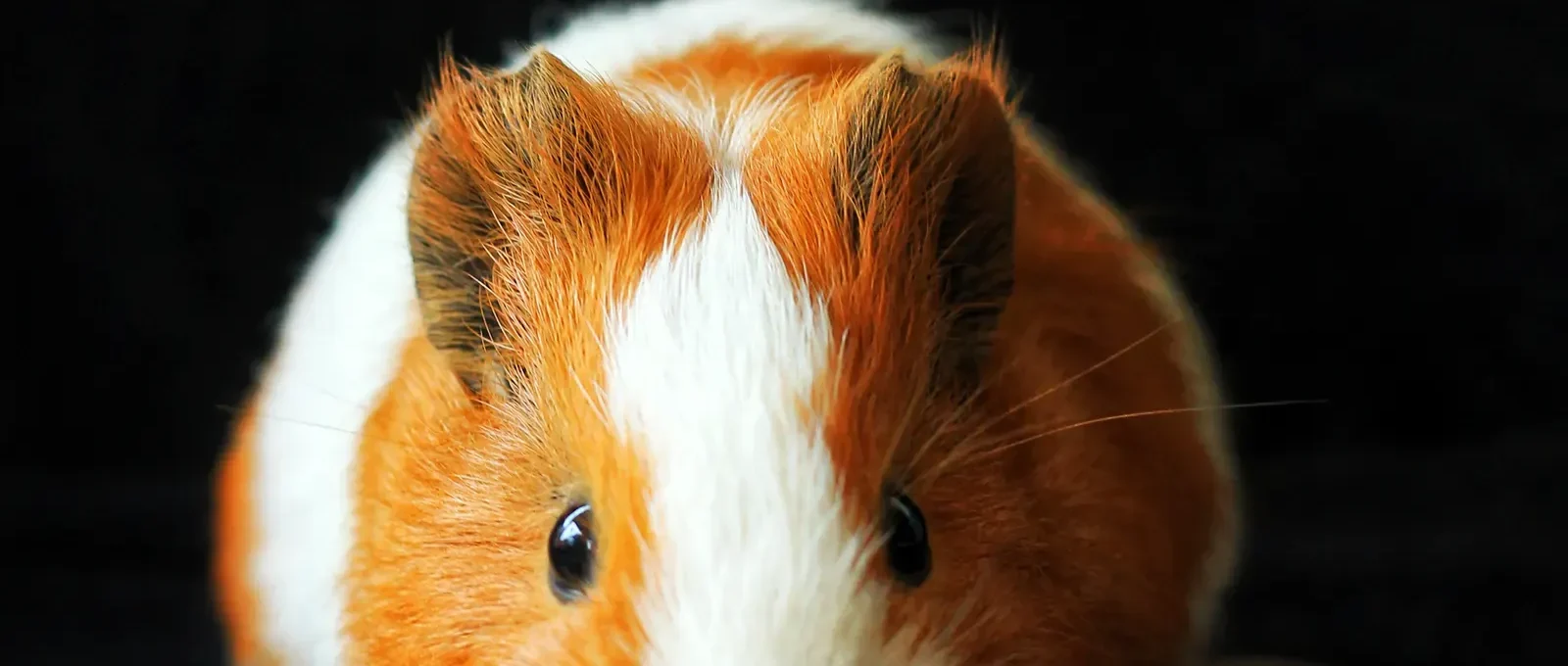 Guinea pigs are social herd animals that need companionship