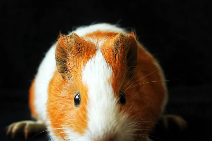 Guinea pigs are social herd animals that need companionship