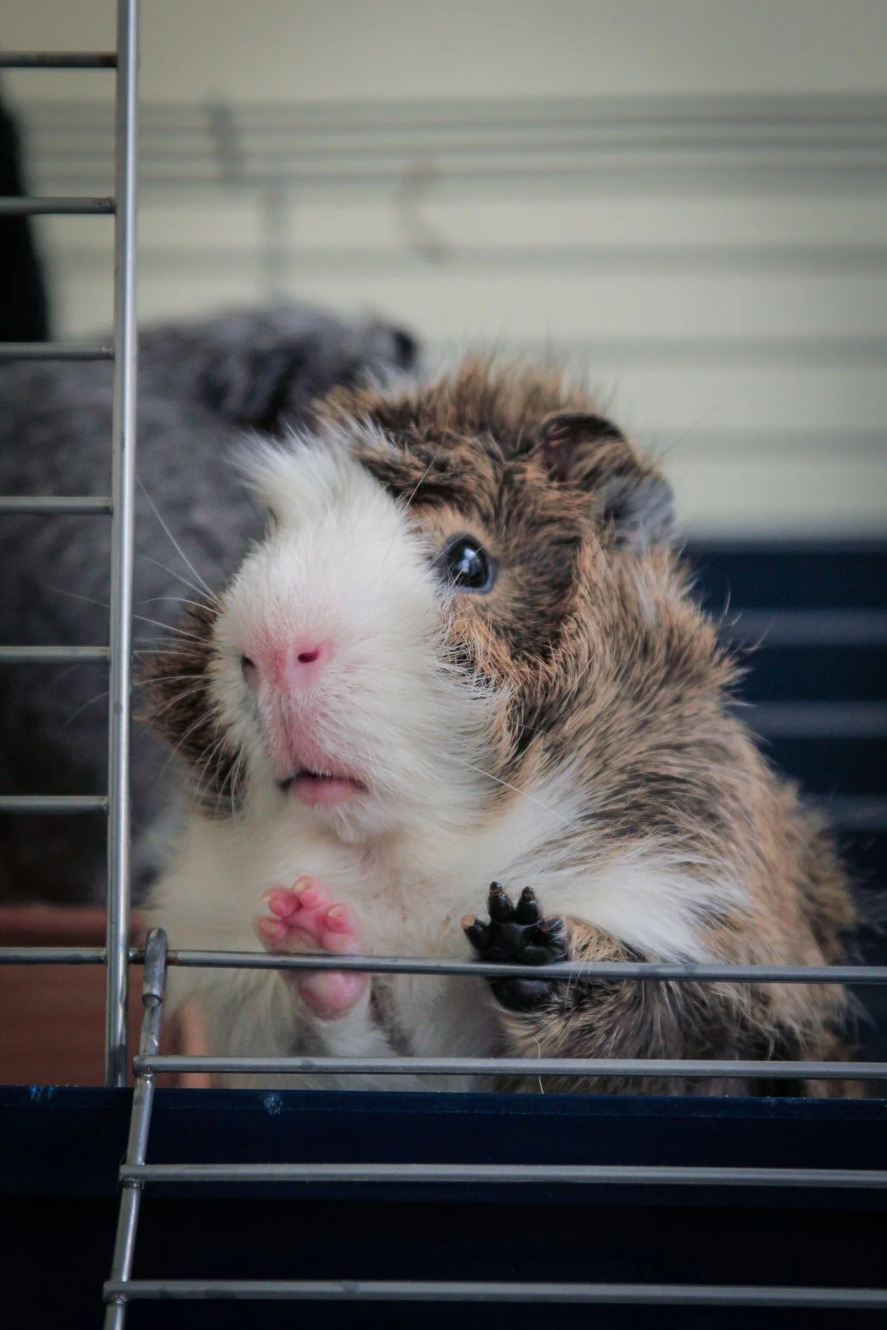 Vitamin C for Guinea Pigs: How Much They Need, Best Sources & Scurvy Warning Signs 12 Guinea pig resting, an early scurvy warning sign
