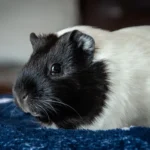Guinea pig sneezing — occasional sneezes are normal, frequent sneezing needs investigation