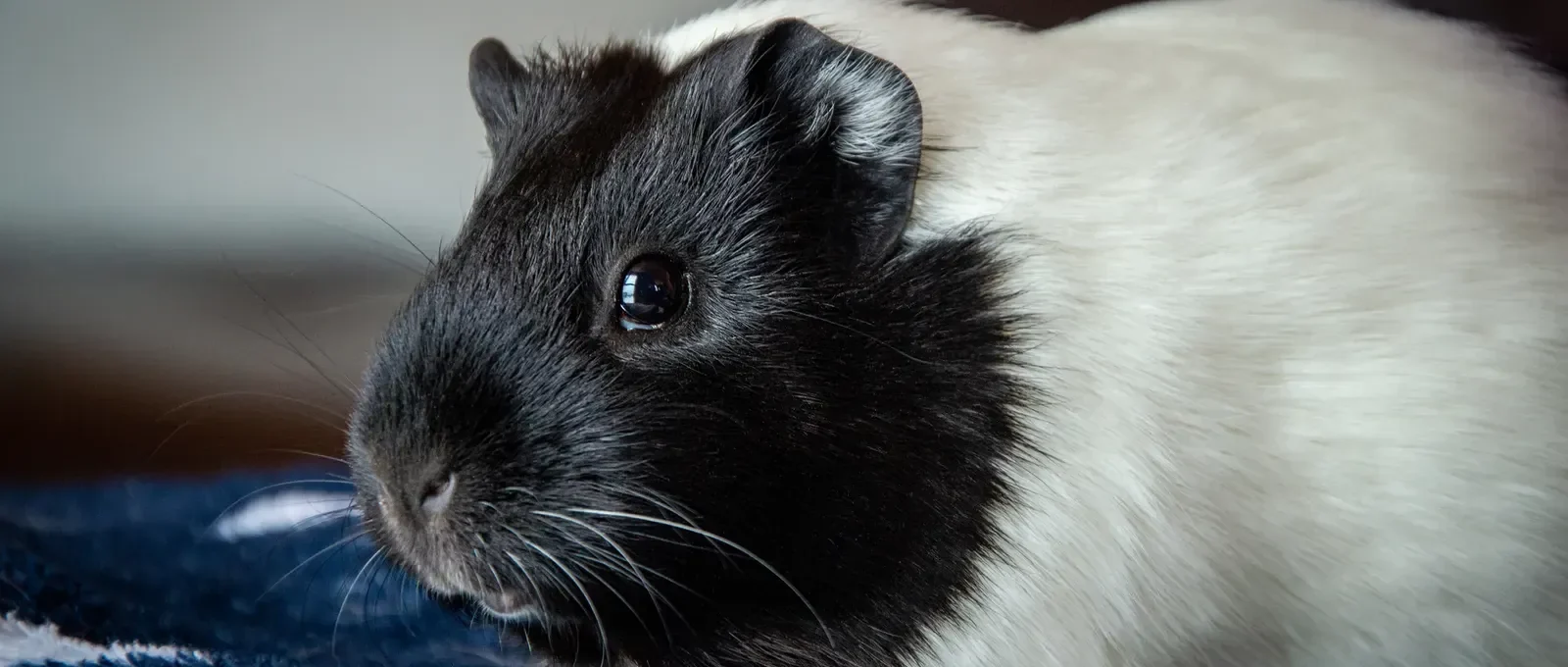 Guinea pig sneezing — occasional sneezes are normal, frequent sneezing needs investigation
