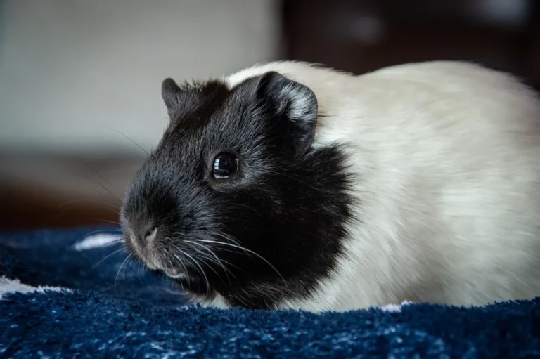 Guinea pig sneezing — occasional sneezes are normal, frequent sneezing needs investigation