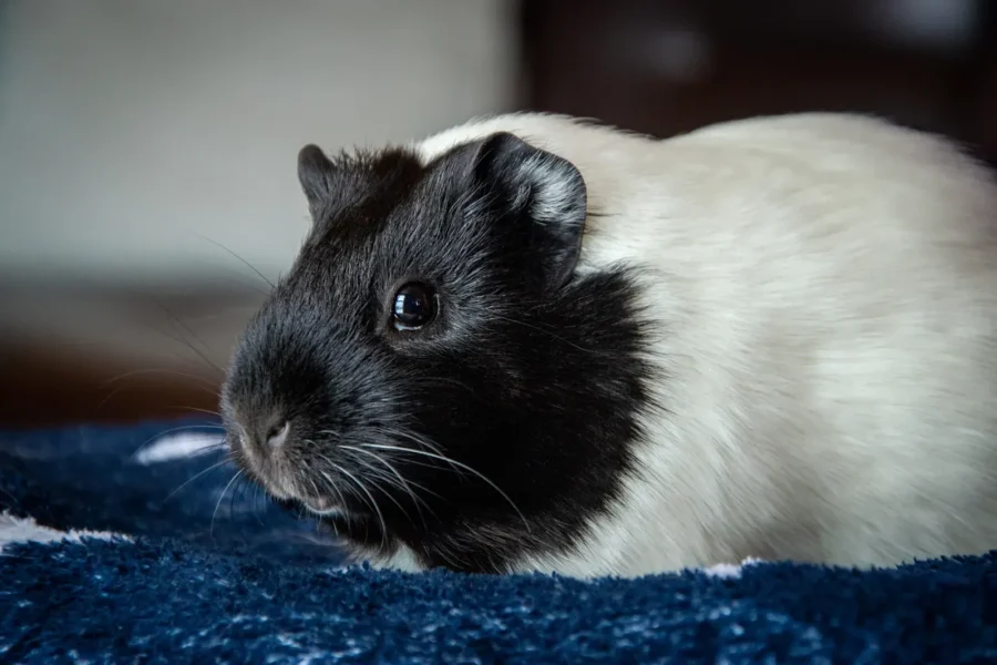 Guinea pig sneezing — occasional sneezes are normal, frequent sneezing needs investigation