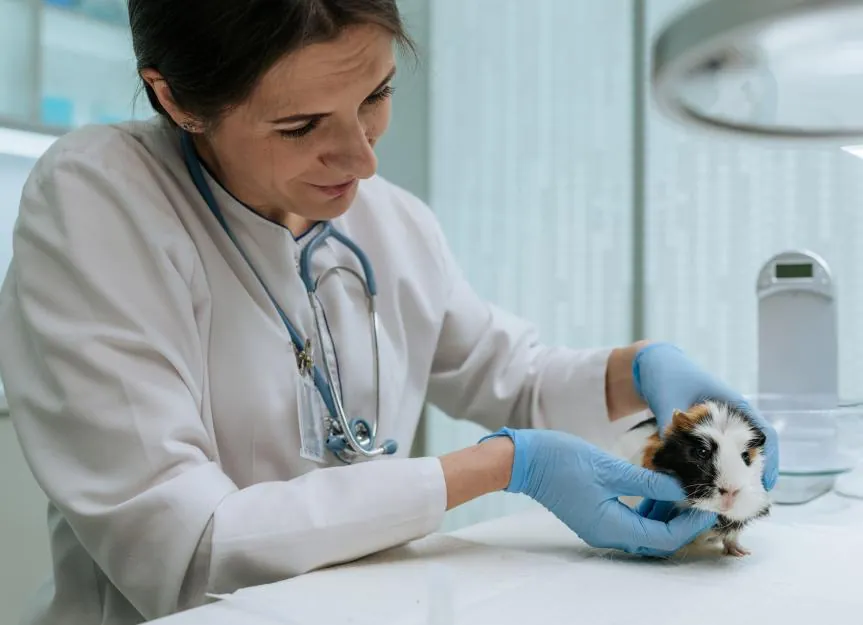 Guinea pig at the vet after eating foods guinea pigs can't eat