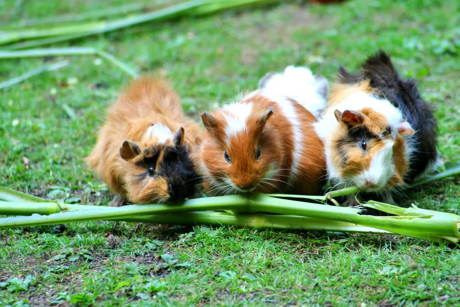 Guinea pigs need large flat floor space, not tall cages