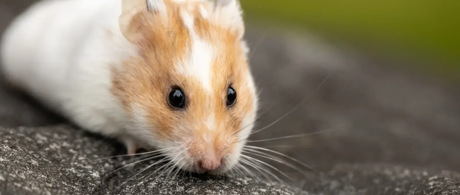 Hamster close-up — the complete hamster care guide 2026