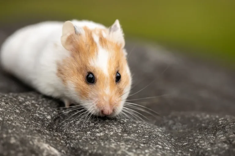 Hamster close-up — the complete hamster care guide 2026
