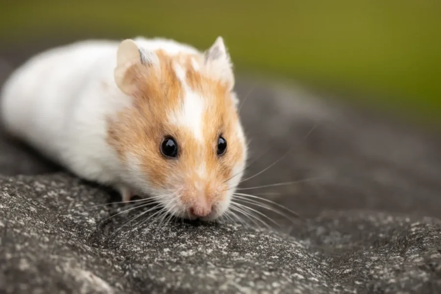 Hamster close-up — the complete hamster care guide 2026