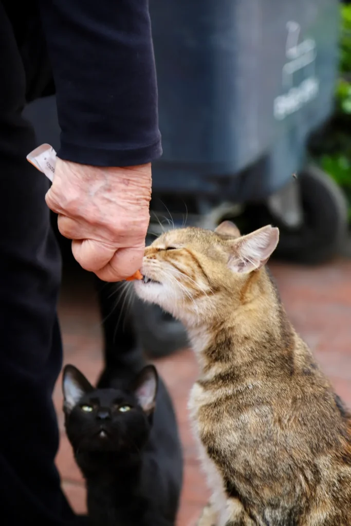 5 Ways To Gain The Trust Of Your Cat Pet 12 Hand-feeding a cat treats — food builds positive associations