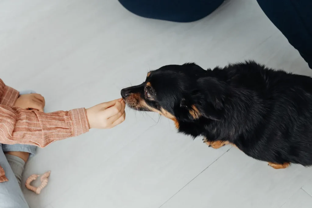 How to Make Your Dog Loyal: The Complete Science-Backed Guide to Building an Unbreakable Bond 13 Hand-feeding a dog — small rituals build big loyalty