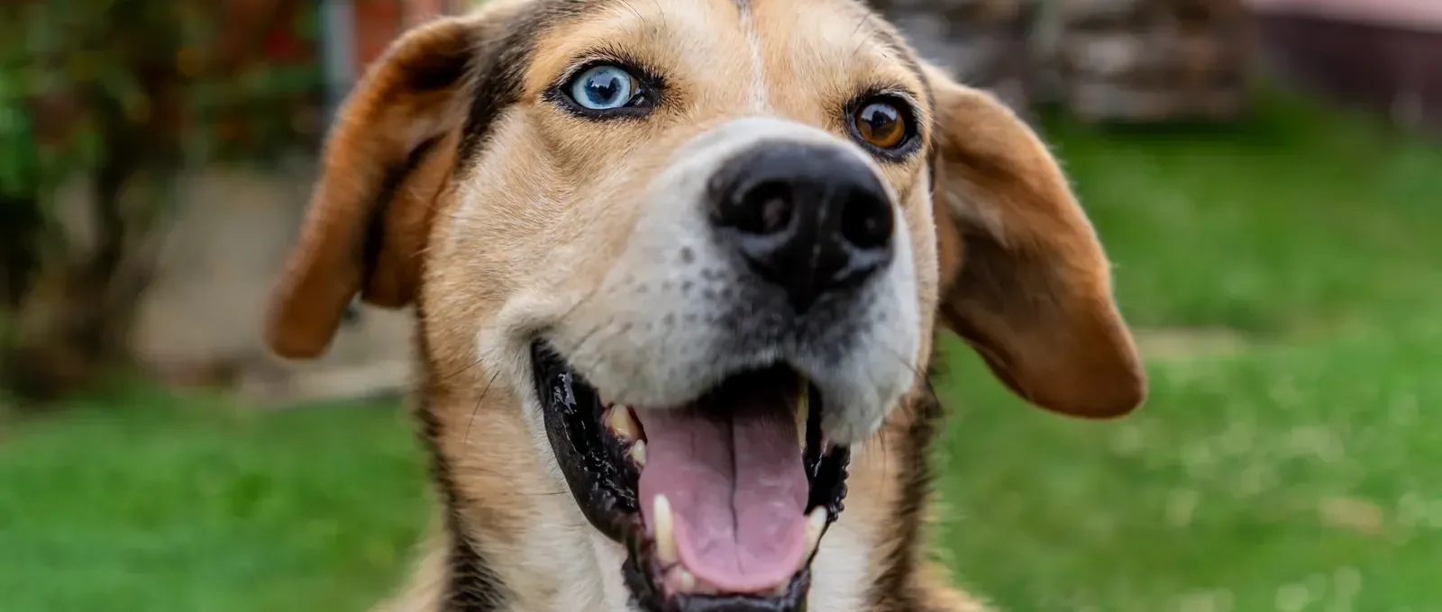 Happy smiling dog — 10 ways to make your dog happy