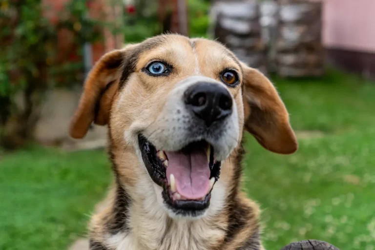 Happy smiling dog — 10 ways to make your dog happy