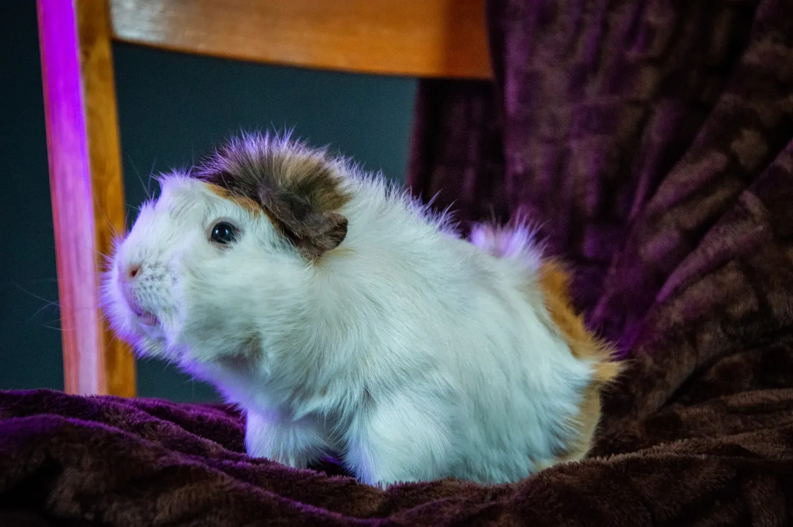 Happy guinea pig with room to popcorn and run
