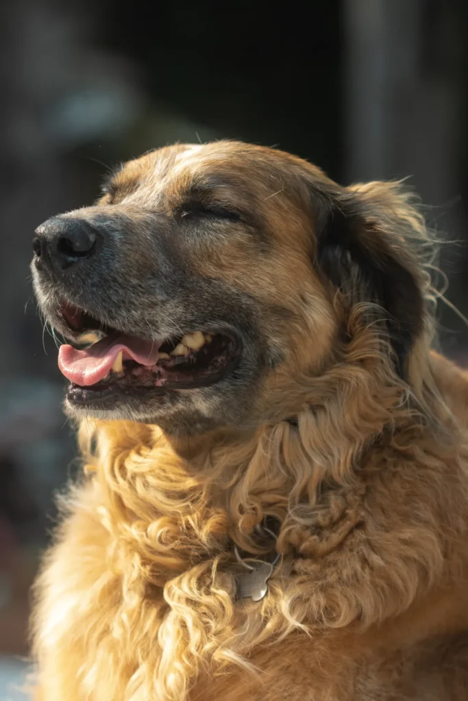20 Longest Living Dog Breeds in the World: The Ultimate Guide to Dogs That Stand the Test of Time 14 Happy senior dog enjoying its golden years