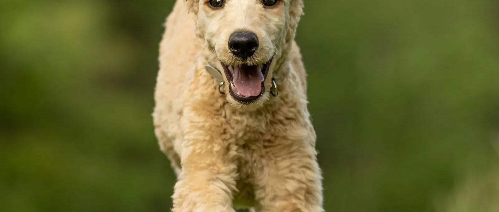 Healthy active dog — 20 healthiest dog breeds with the fewest health problems