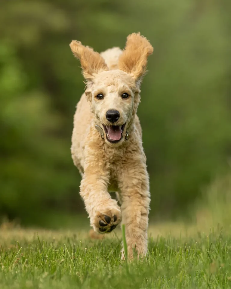 Healthy active dog — 20 healthiest dog breeds with the fewest health problems