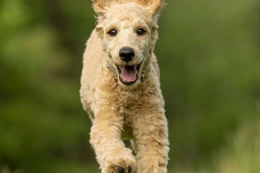 Healthy active dog — 20 healthiest dog breeds with the fewest health problems